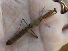 Tauromantis championi