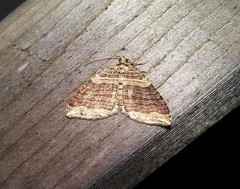 Anticlea multiferata