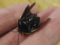 Brachystethus improvisus