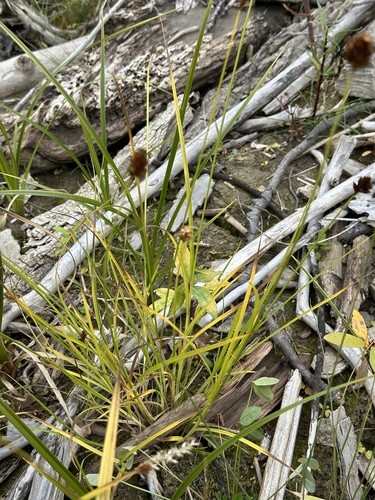 Image of Carex bebbii by no rights reserved