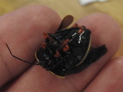 Brachystethus improvisus