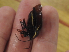 Brachystethus improvisus