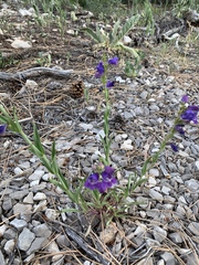 Penstemon neomexicanus