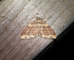 Anticlea multiferata