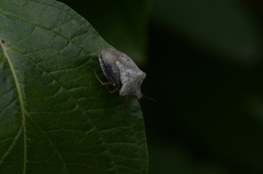 Euschistus servus euschistoides