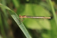 Platycnemis