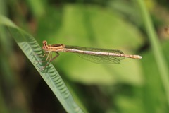 Platycnemis