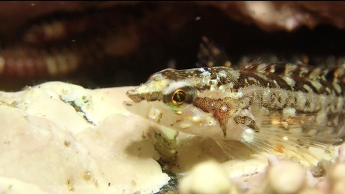 Arctic shanny (Stichaeus punctatus) — Stichaeidae — 3