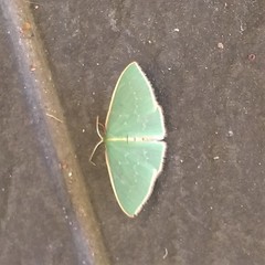 Chlorocoma melocrossa