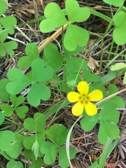 Oxalis suksdorfii