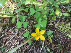 Oxalis suksdorfii