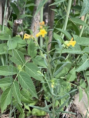 Lithospermum multiflorum