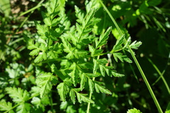 Conioselinum