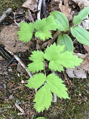 Actaea pachypoda