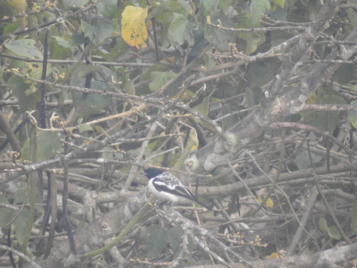 Purple-throated Cotinga (Porphyrolaema porphyrolaema), photo 10