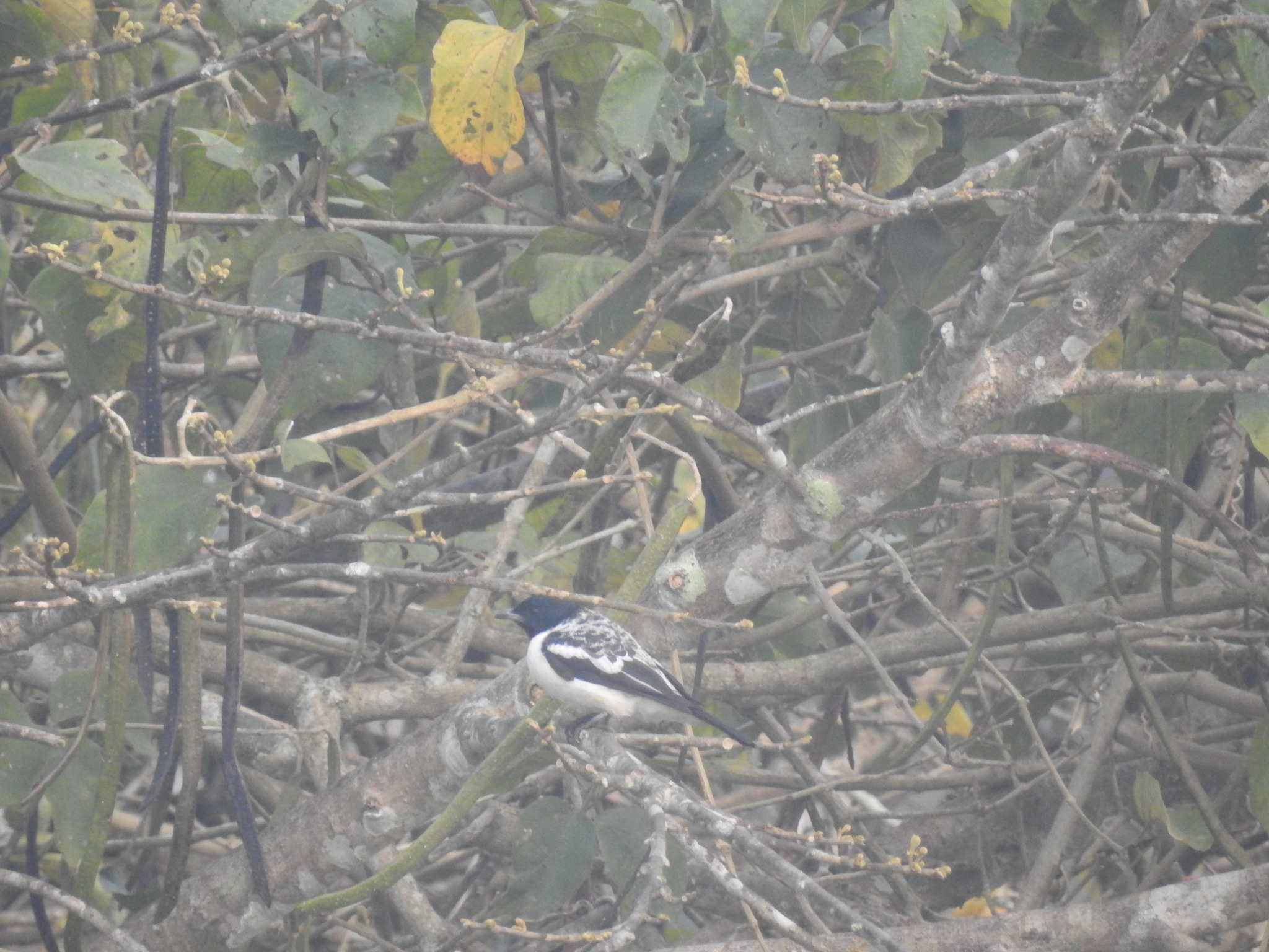 Purple-throated Cotinga (Porphyrolaema porphyrolaema), photo 1