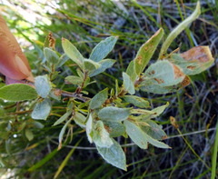 Salix eastwoodiae