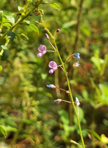 Image of Desmodium ciliare by (c) Athena Philips, some rights reserved (CC BY)