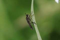 Dioctria