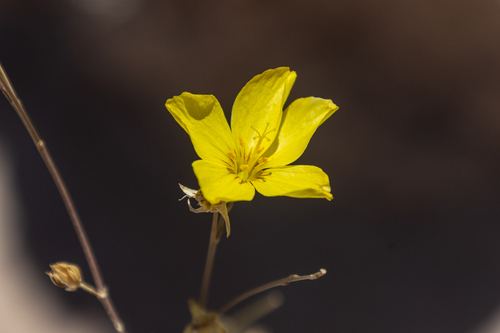Utah yellow-flax (Linum subteres)