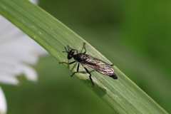 Dioctria
