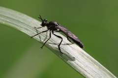 Dioctria