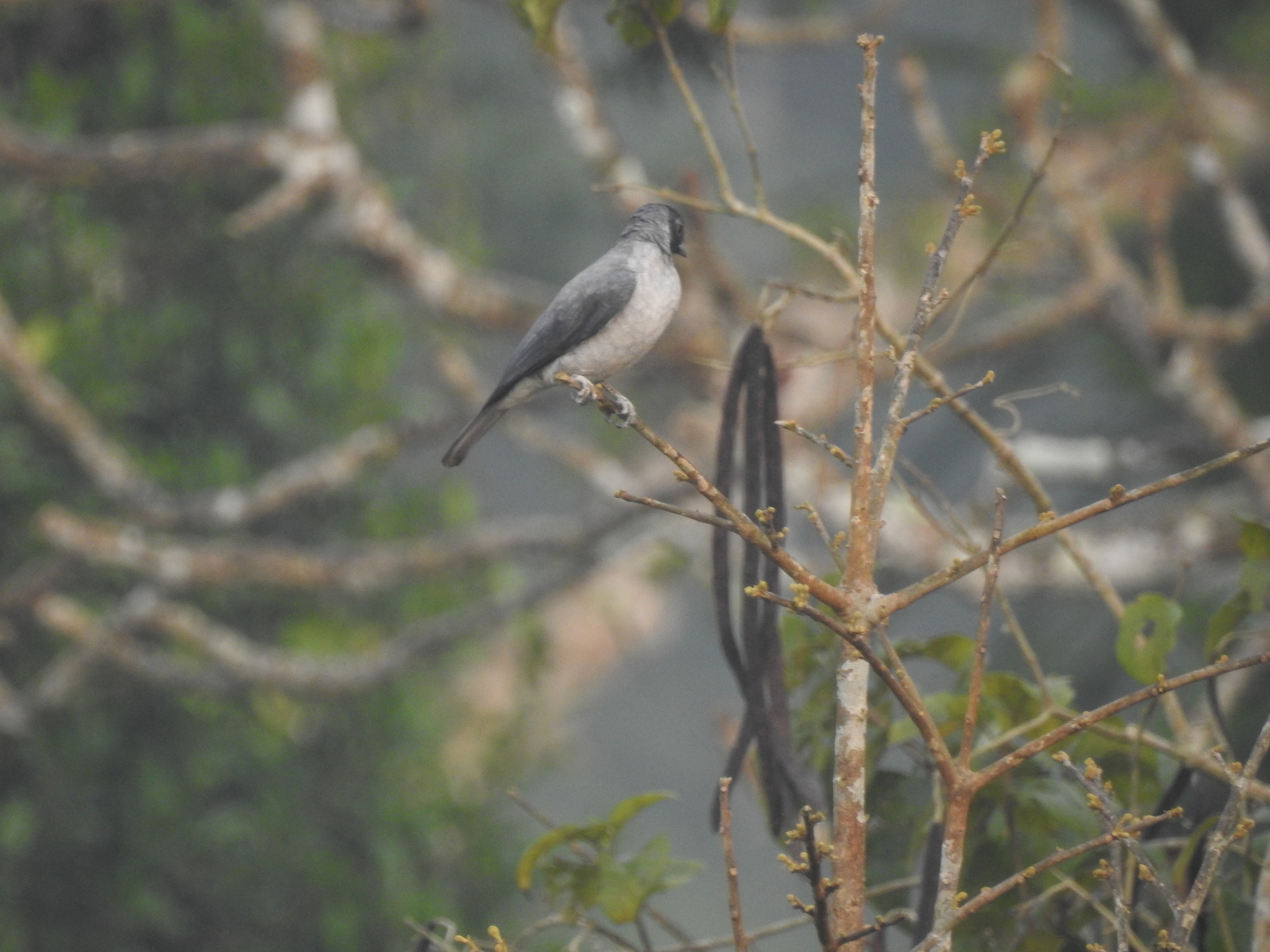 Black-faced Cotinga (Conioptilon mcilhennyi), photo 3