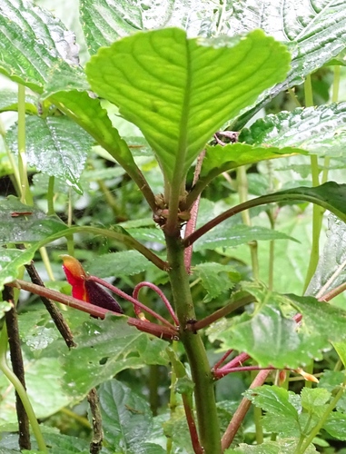 Impatiens bombycina