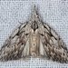 Dagger Tuft-Moth - Photo (c) Ken Harris EntSocVic, some rights reserved (CC BY-NC)