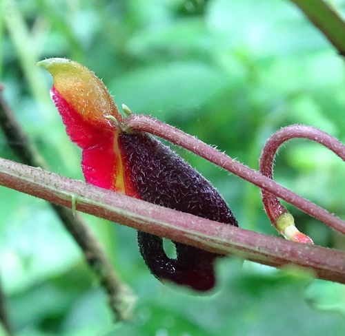 Impatiens bombycina