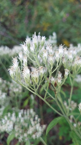 Image of White Boneset (Eupatorium album) by (c) Athena Philips, some rights reserved (CC BY)
