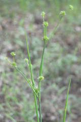 Juncus acuminatus