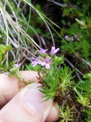 Thymus caespititius