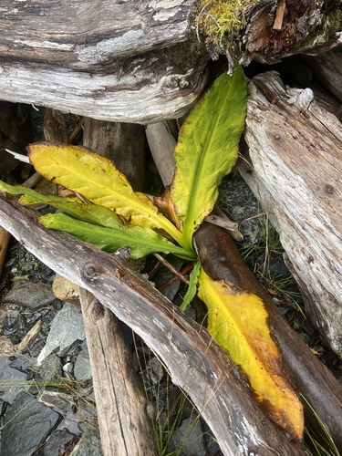 western skunk cabbage