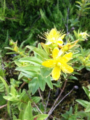 Hypericum foliosum