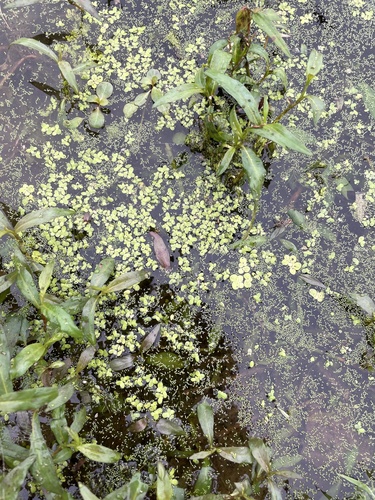 Image of Wolffia columbiana by no rights reserved