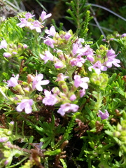 Thymus caespititius
