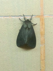 Lepidoptera