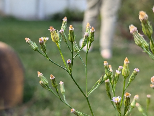 Symphyotrichum subulatum iNat (2)