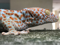 Gekko gecko