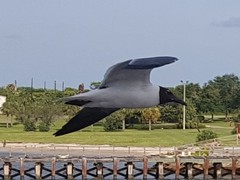Leucophaeus atricilla megalopterus