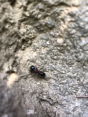 Camponotus pennsylvanicus
