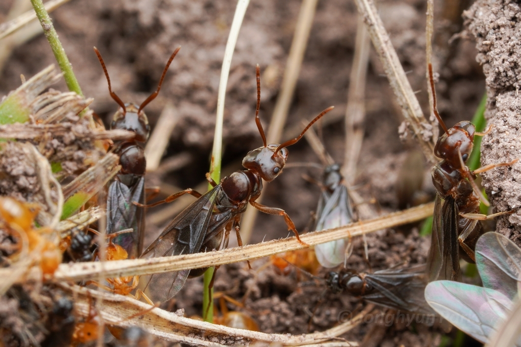Lasius jensi