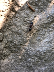 Camponotus pennsylvanicus