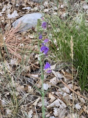 Penstemon neomexicanus