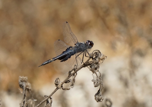 iNaturalist observation photo of Black Saddlebags