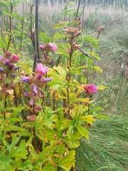 Sidalcea hendersonii