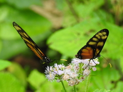 Dircenna dero euchytma