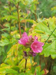 Sidalcea hendersonii