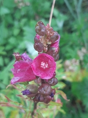 Sidalcea hendersonii